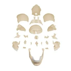 Modèle de crâne articulé, 22 parties, type anatomique
