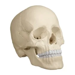 Modèle de crâne articulé, 22 parties, type anatomique