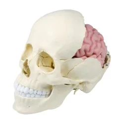 Modèle de crâne articulé, 22 parties, type anatomique