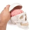 Modèle de crâne 3 Modèle de crâne 3