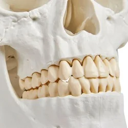 Modèle de crâne 4