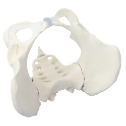 Modèle de bassin féminin, taille réelle 1