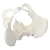 Modèle de bassin féminin, taille réelle 1 Modèle de bassin féminin, taille réelle 1