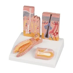Modèle de peau-cheveux-ongles 2