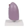 Modèle de poumon 2 Modèle de poumon 2