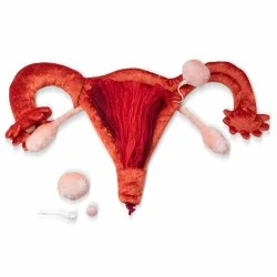 utérus et ovaires en peluche grand à louer