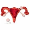 utérus et ovaires en peluche grand à louer utérus et ovaires en peluche grand à louer