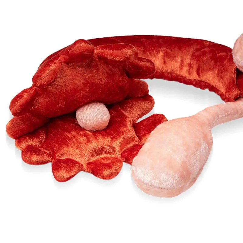 zoom utérus et ovaires en peluche grand à louer zoom utérus et ovaires en peluche grand à louer