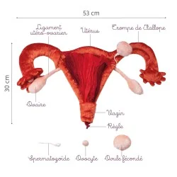 utérus et ovaires en peluche grand à louer avec légendes