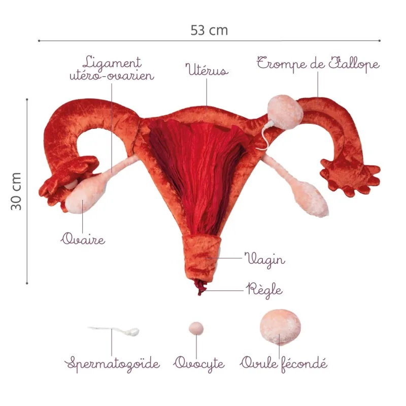 utérus et ovaires en peluche grand à louer avec légendes utérus et ovaires en peluche grand à louer avec légendes