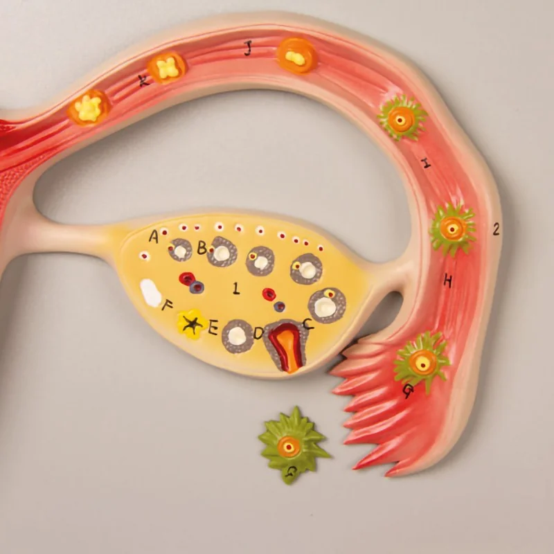Modèle des différents stades du développement fœtal à louer zoom sur l'ovulation Modèle des différents stades du développement fœtal à louer zoom sur l'ovulation