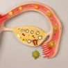 Modèle des différents stades du développement fœtal à louer zoom sur l'ovulation Modèle des différents stades du développement fœtal à louer zoom sur l'ovulation