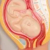 Modèle des différents stades du développement fœtal à louer zoom sur bébé à 9 mois de grossesse Modèle des différents stades du développement fœtal à louer zoom sur bébé à 9 mois de grossesse