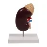 Modèle de rein, 2 fois la taille réelle Modèle de rein, 2 fois la taille réelle