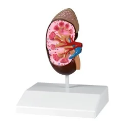 Modèle de rein, taille réelle