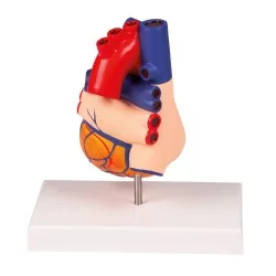 Modèle de cœur, 2 parties, taille réelle