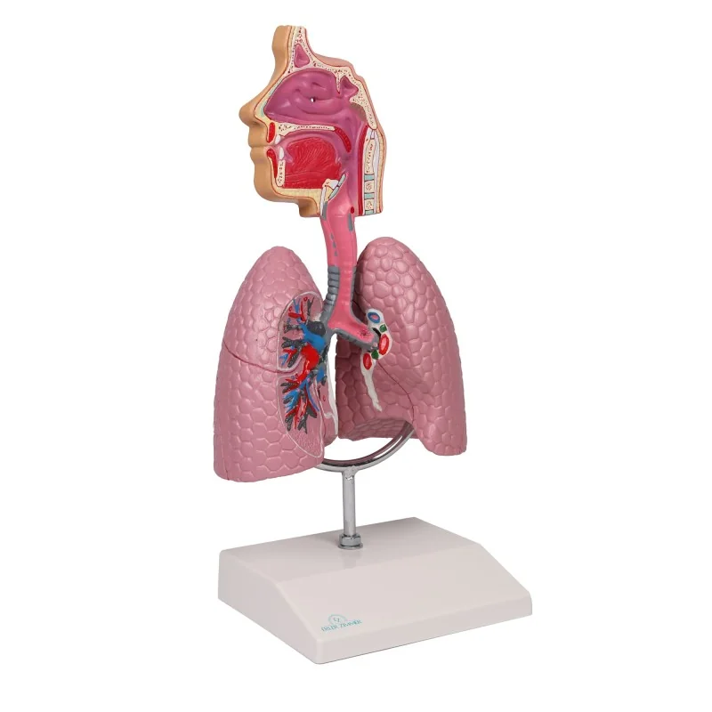 Modèle du système respiratoire, 0,5 fois la taille réelle Modèle du système respiratoire, 0,5 fois la taille réelle