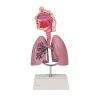 Modèle du système respiratoire, 0,5 fois la taille réelle Modèle du système respiratoire, 0,5 fois la taille réelle