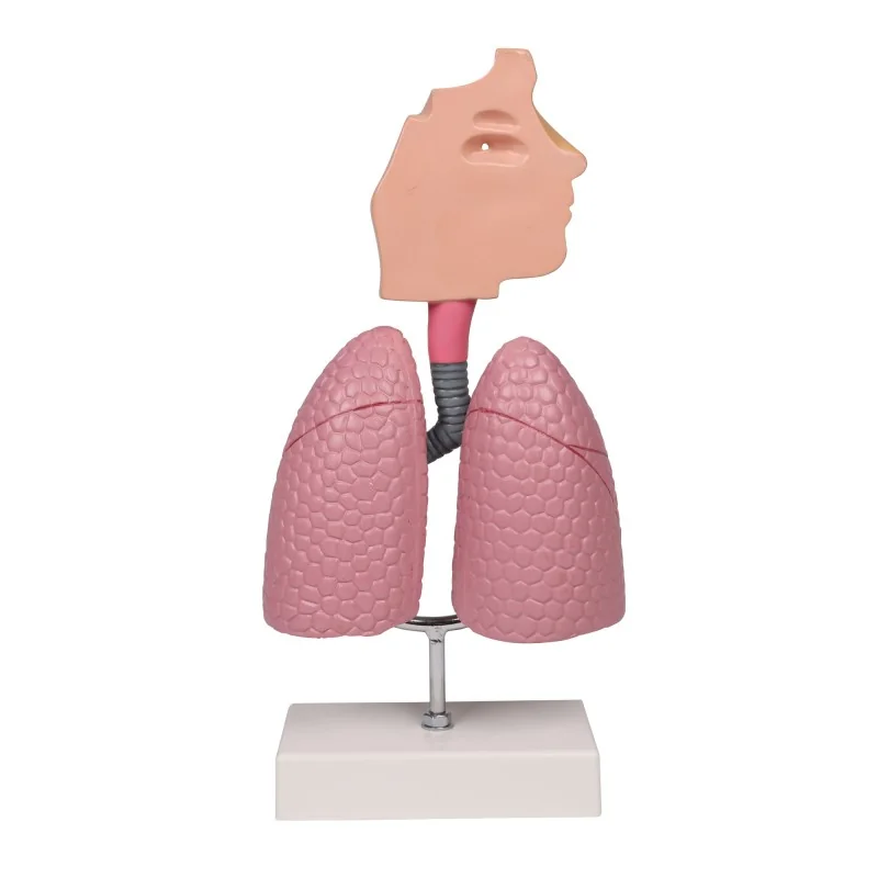 Modèle du système respiratoire, 0,5 fois la taille réelle Modèle du système respiratoire, 0,5 fois la taille réelle