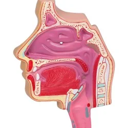 Modèle du système respiratoire, 0,5 fois la taille réelle