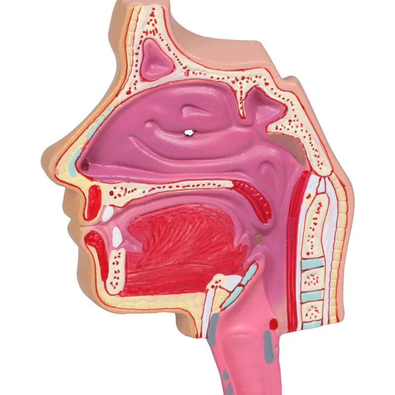 Modèle du système respiratoire, 0,5 fois la taille réelle Modèle du système respiratoire, 0,5 fois la taille réelle