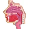 Modèle du système respiratoire, 0,5 fois la taille réelle Modèle du système respiratoire, 0,5 fois la taille réelle
