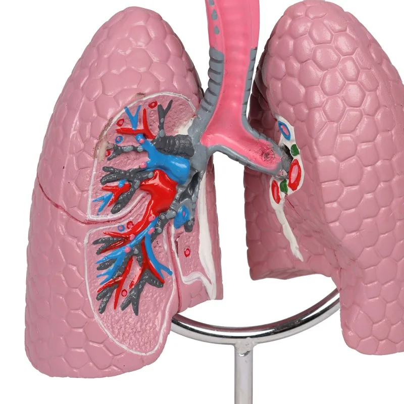 Modèle du système respiratoire, 0,5 fois la taille réelle Modèle du système respiratoire, 0,5 fois la taille réelle