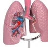 Modèle du système respiratoire, 0,5 fois la taille réelle Modèle du système respiratoire, 0,5 fois la taille réelle