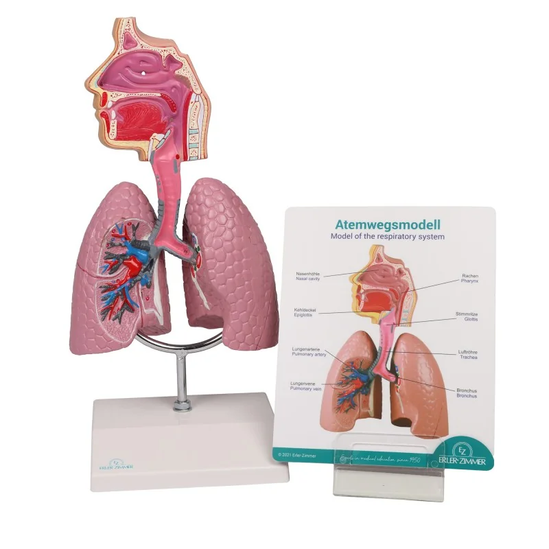 Modèle du système respiratoire, 0,5 fois la taille réelle Modèle du système respiratoire, 0,5 fois la taille réelle