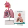 Modèle du système respiratoire, 0,5 fois la taille réelle Modèle du système respiratoire, 0,5 fois la taille réelle