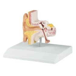 Modèle d'oreille, 1,5 fois...