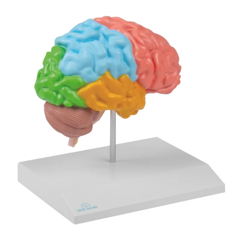 Modèle de demi-cerveau avec les lobes, taille réelle, type dydactique Modèle de demi-cerveau avec les lobes, taille réelle, type dydactique