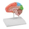 Modèle de demi-cerveau avec les lobes, taille réelle, type dydactique Modèle de demi-cerveau avec les lobes, taille réelle, type dydactique