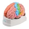 Modèle de cerveau, 5 parties avec régions et fonctions, taille réelle, type Modèle de cerveau, 5 parties avec régions et fonctions, taille réelle, type