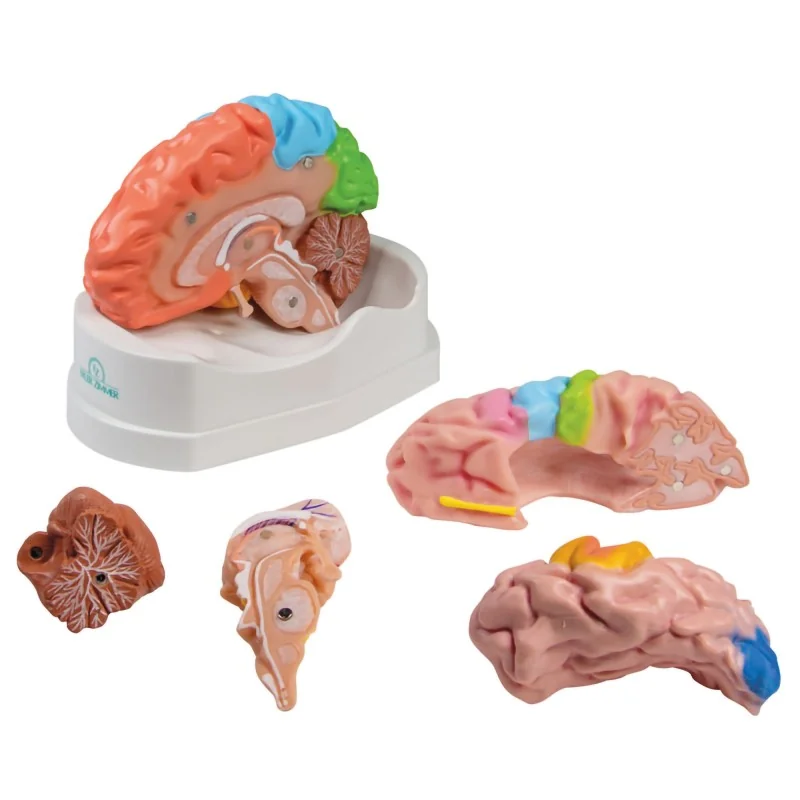 Modèle de cerveau, 5 parties avec régions et fonctions, taille réelle, type Modèle de cerveau, 5 parties avec régions et fonctions, taille réelle, type