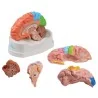 Modèle de cerveau, 5 parties avec régions et fonctions, taille réelle, type Modèle de cerveau, 5 parties avec régions et fonctions, taille réelle, type