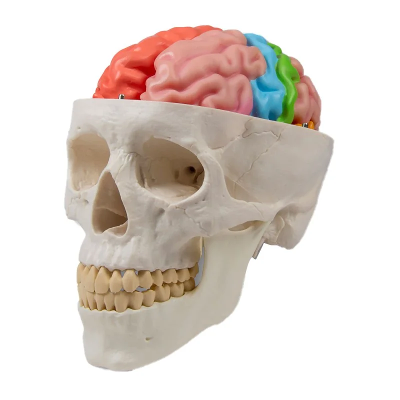 Modèle de cerveau, 5 parties avec régions et fonctions, taille réelle, type Modèle de cerveau, 5 parties avec régions et fonctions, taille réelle, type