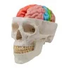 Modèle de cerveau, 5 parties avec régions et fonctions, taille réelle, type Modèle de cerveau, 5 parties avec régions et fonctions, taille réelle, type