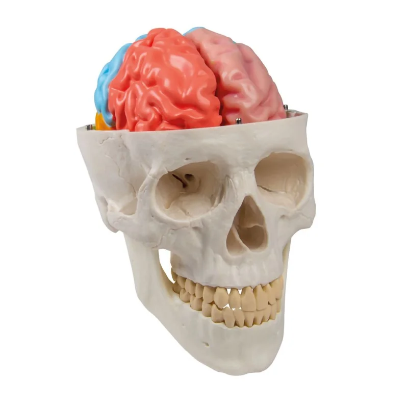 Modèle de cerveau, 5 parties avec régions et fonctions, taille réelle, type Modèle de cerveau, 5 parties avec régions et fonctions, taille réelle, type