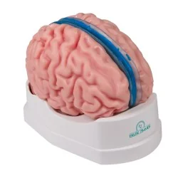 Modèle de cerveau, 5...