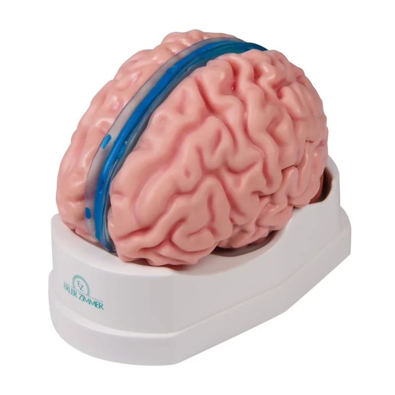 Modèle de cerveau, 5 parties, taille réelle, type anatomique Modèle de cerveau, 5 parties, taille réelle, type anatomique