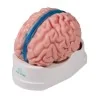 Modèle de cerveau, 5 parties, taille réelle, type anatomique Modèle de cerveau, 5 parties, taille réelle, type anatomique