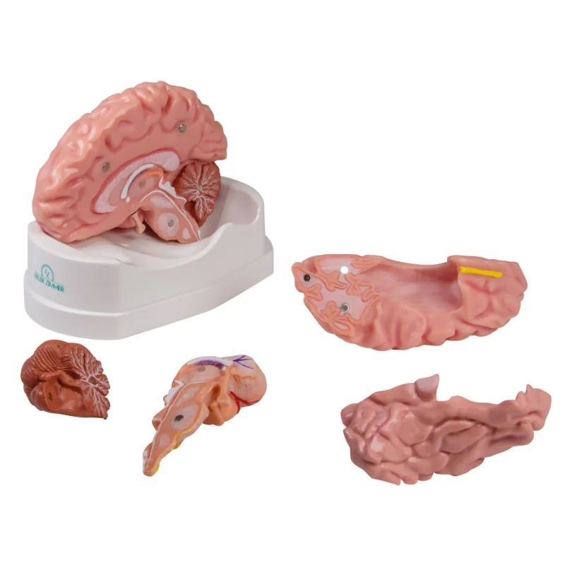 Modèle de cerveau, 5 parties, taille réelle, type anatomique Modèle de cerveau, 5 parties, taille réelle, type anatomique