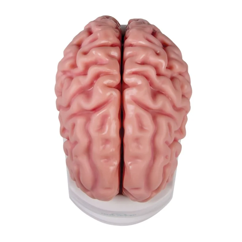 Modèle de cerveau, 5 parties, taille réelle, type anatomique Modèle de cerveau, 5 parties, taille réelle, type anatomique