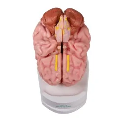 Modèle de cerveau, 5 parties, taille réelle, type anatomique