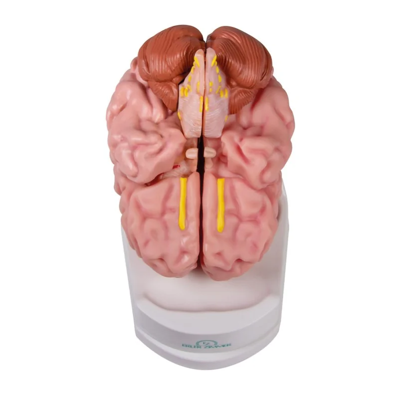 Modèle de cerveau, 5 parties, taille réelle, type anatomique Modèle de cerveau, 5 parties, taille réelle, type anatomique