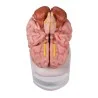 Modèle de cerveau, 5 parties, taille réelle, type anatomique Modèle de cerveau, 5 parties, taille réelle, type anatomique
