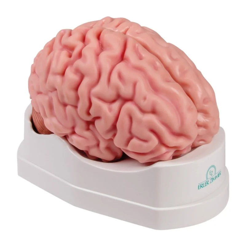 Modèle de cerveau, 5 parties, taille réelle, type anatomique Modèle de cerveau, 5 parties, taille réelle, type anatomique