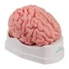 Modèle de cerveau, 5 parties, taille réelle, type anatomique Modèle de cerveau, 5 parties, taille réelle, type anatomique