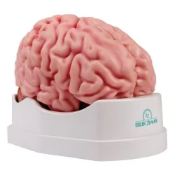 Modèle de cerveau, 5...